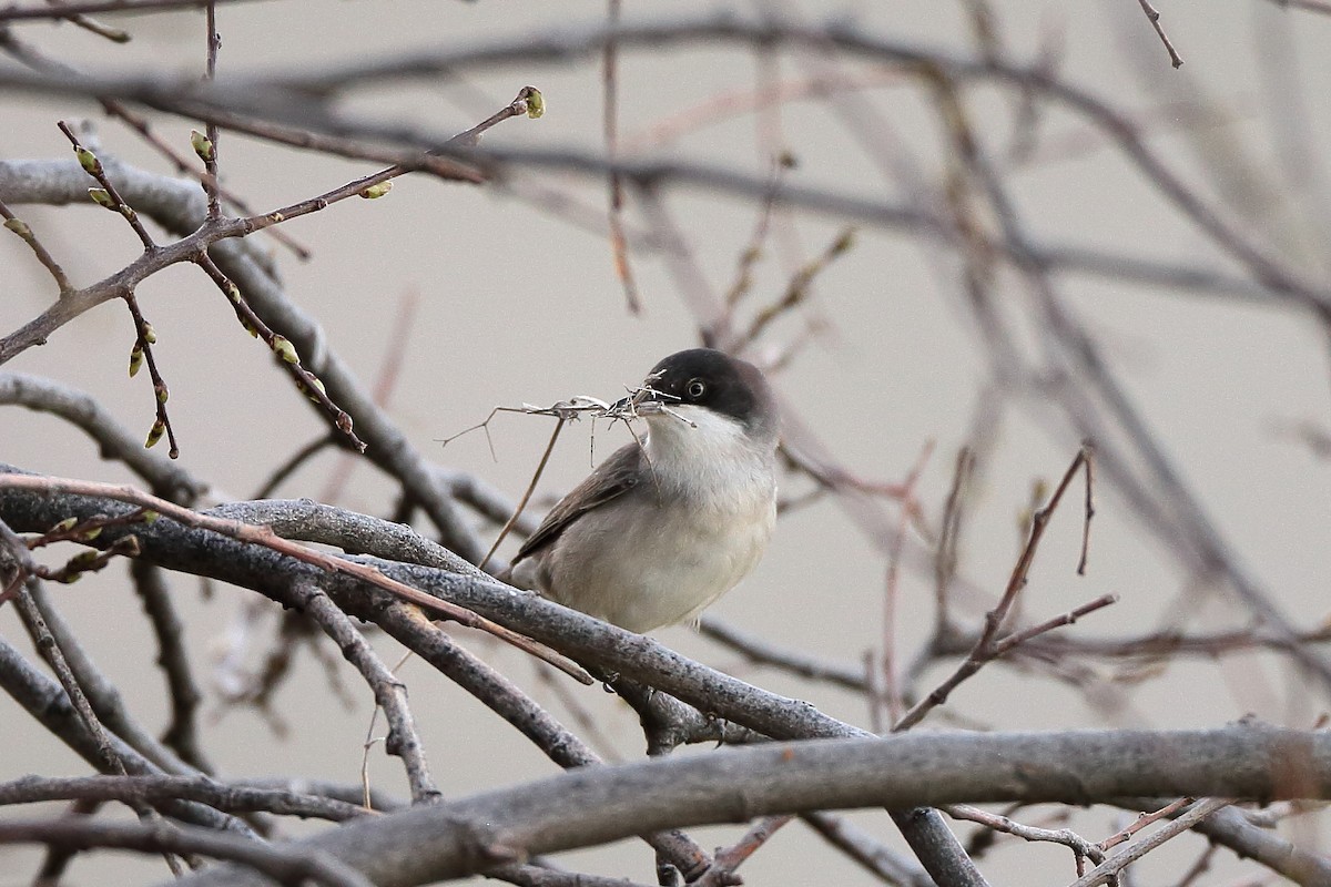 Eastern Orphean Warbler - ML234499651