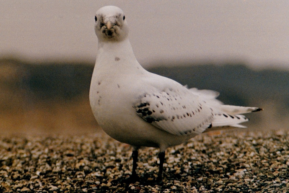 Ivory Gull - ML234499971