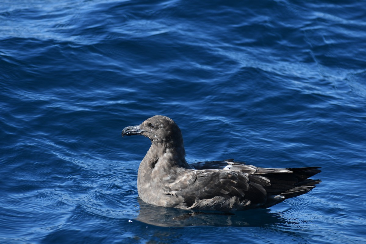 Págalo Subantártico - ML234500211