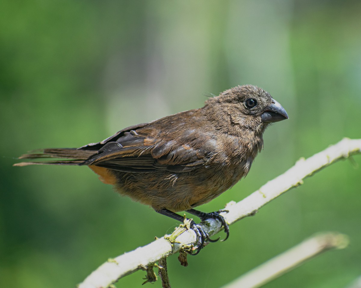 Puerto Rican Bullfinch - Ricardo Sánchez