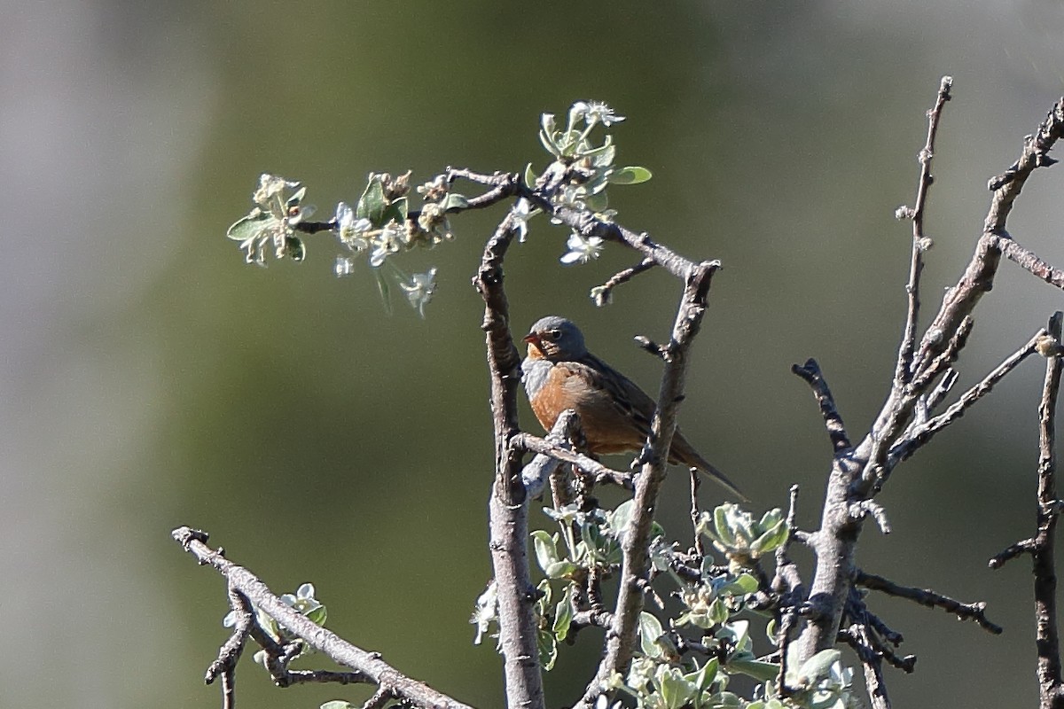Cretzschmar's Bunting - ML234500431