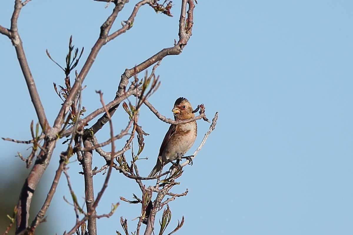 Crimson-winged Finch - ML234500441