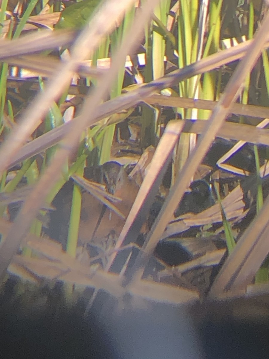 Virginia Rail - ML234500491