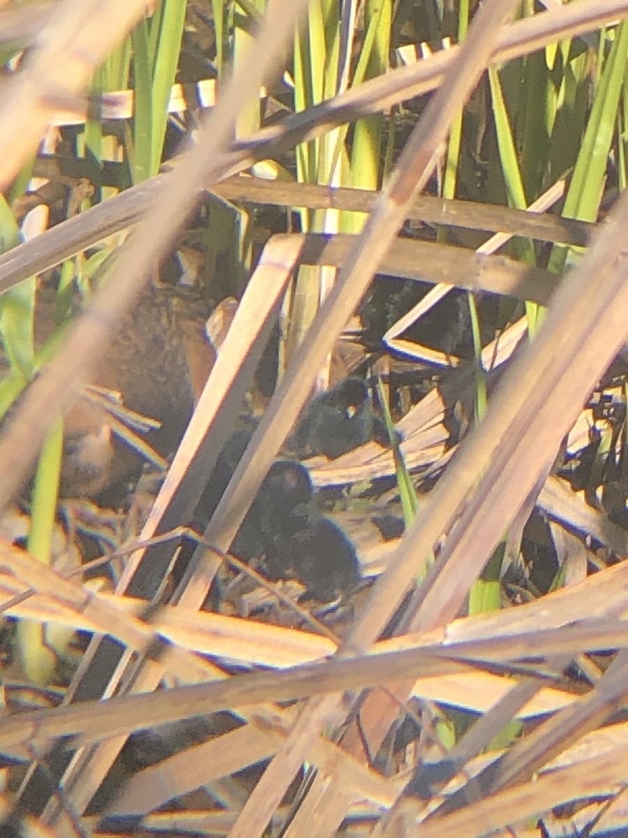 Virginia Rail - ML234500501