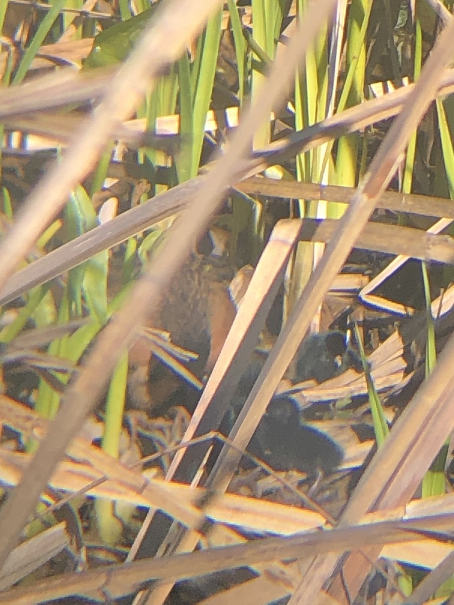 Virginia Rail - ML234500511