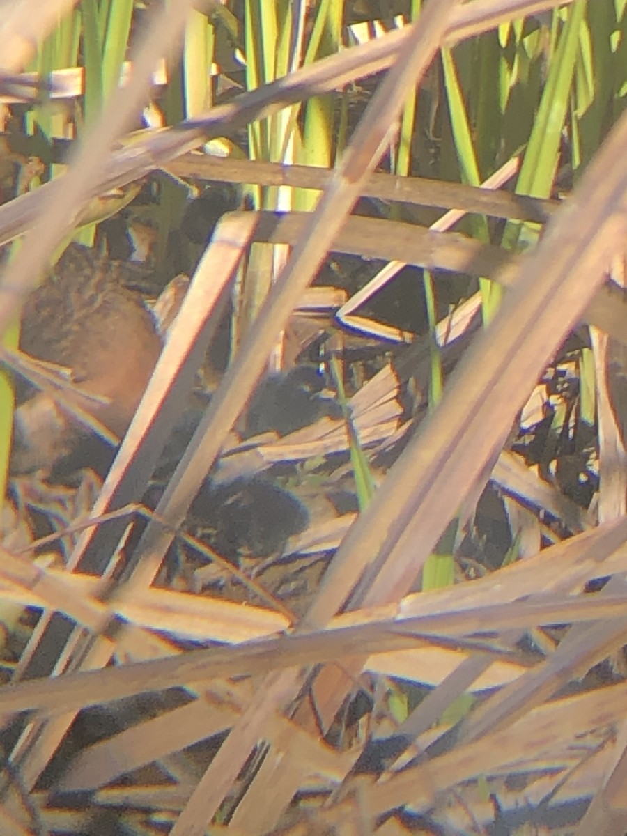 Virginia Rail - ML234500521