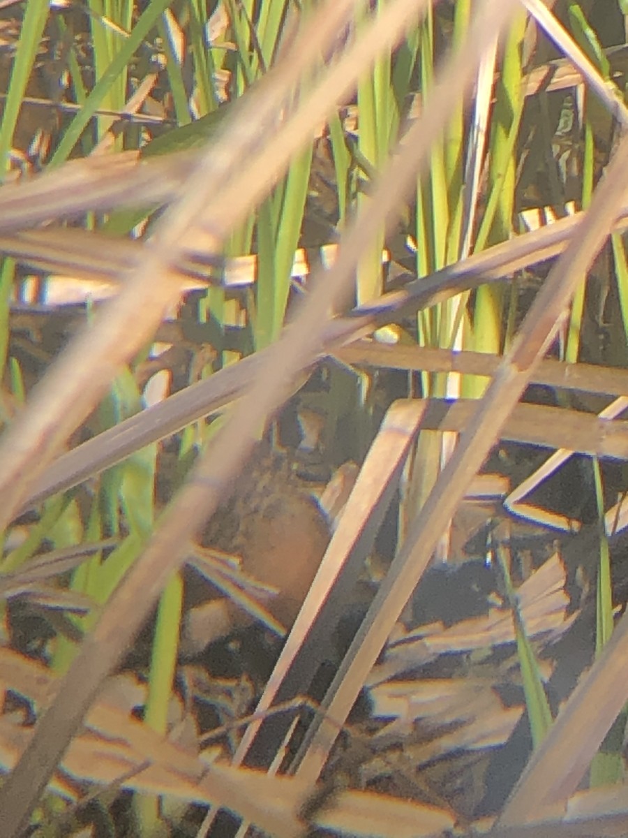 Virginia Rail - ML234500541
