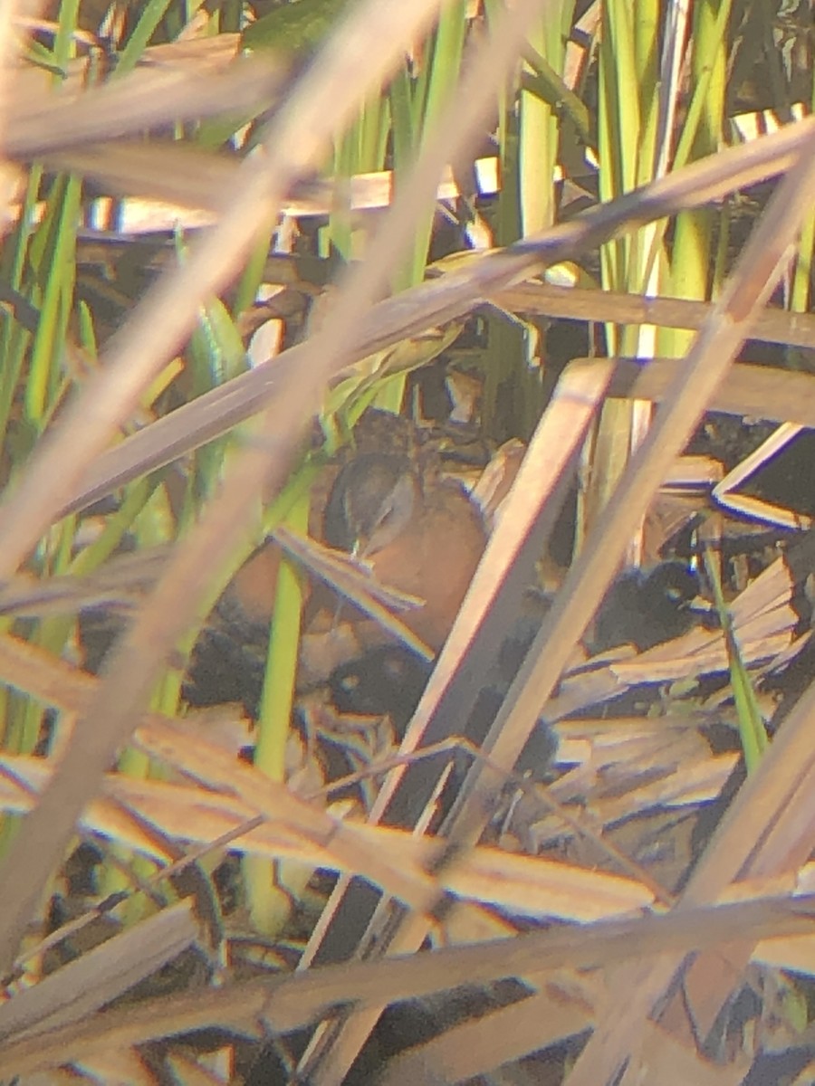 Virginia Rail - ML234500551