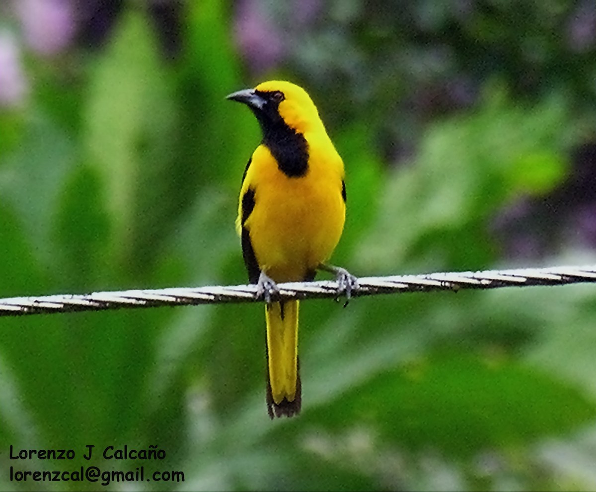 Yellow-tailed Oriole - ML234501471