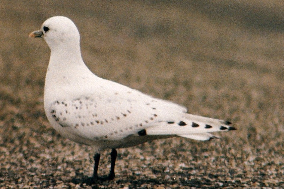 Ivory Gull - ML234501751