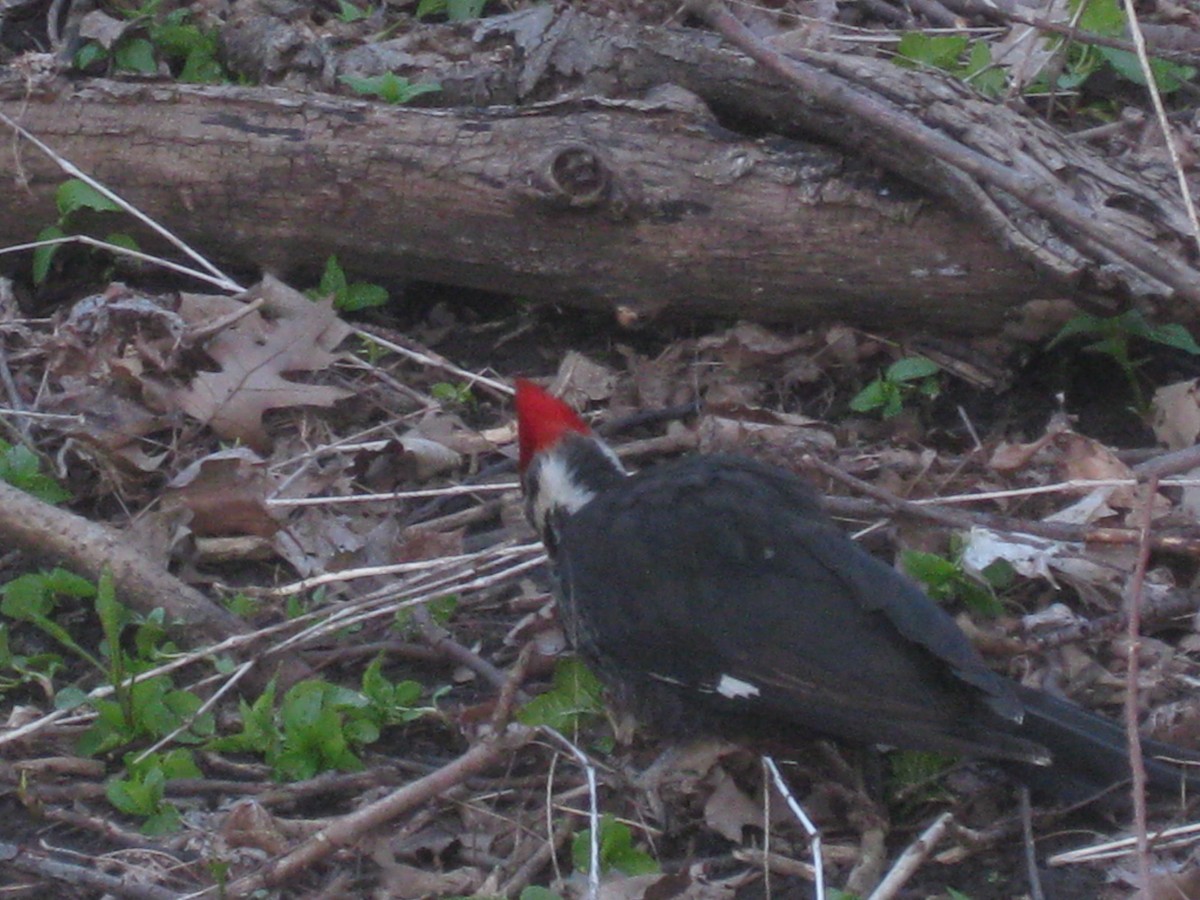 Pileated Woodpecker - ML234502651