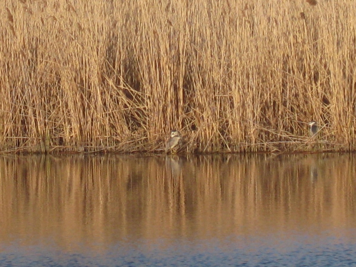 Black-crowned Night Heron - ML234502681