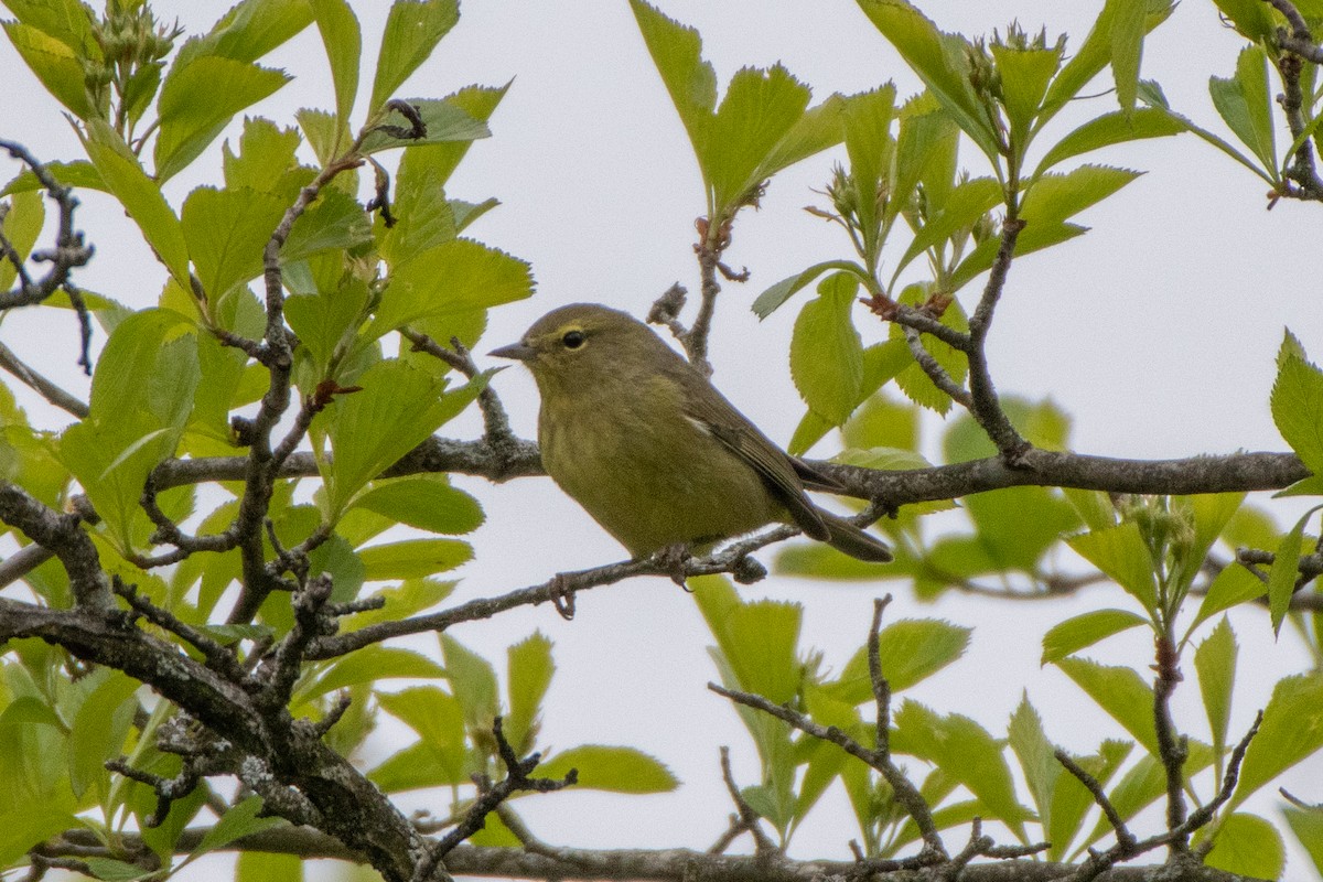 Orange-crowned Warbler - ML234503231