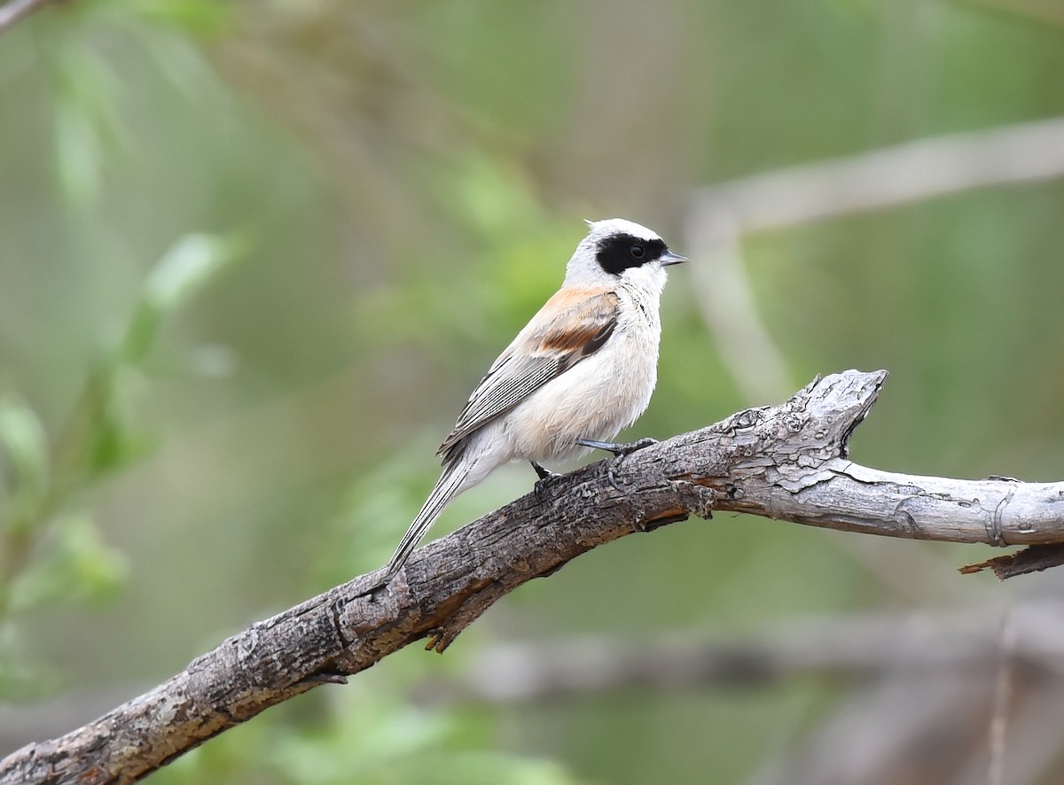 White-crowned Penduline-Tit - ML234503561