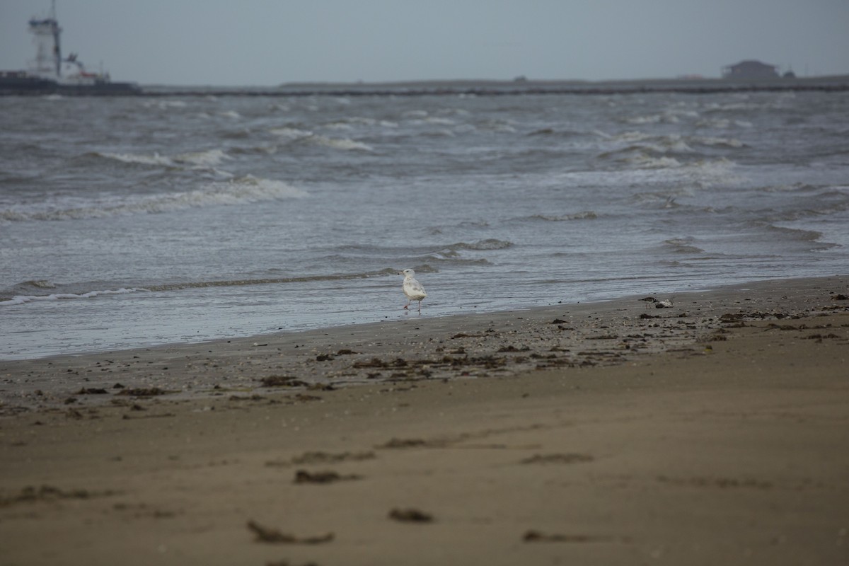 Glaucous Gull - ML234506201