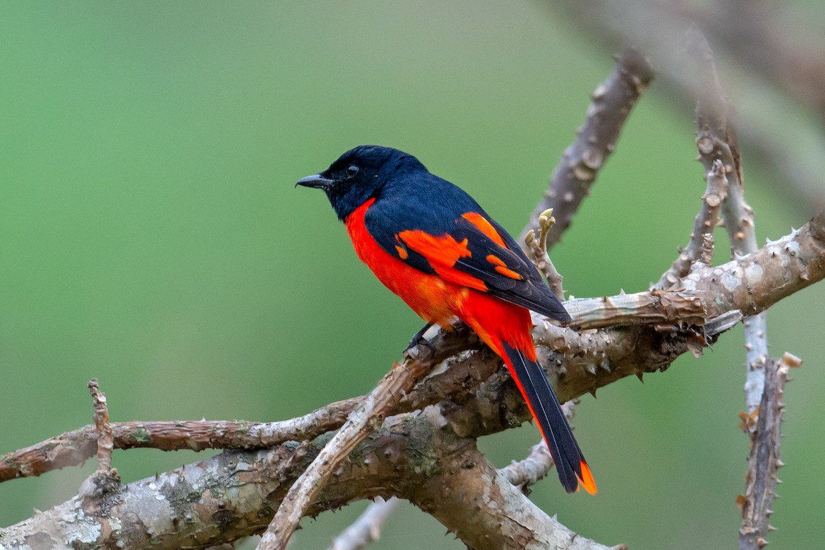 Scarlet Minivet - ML234507781