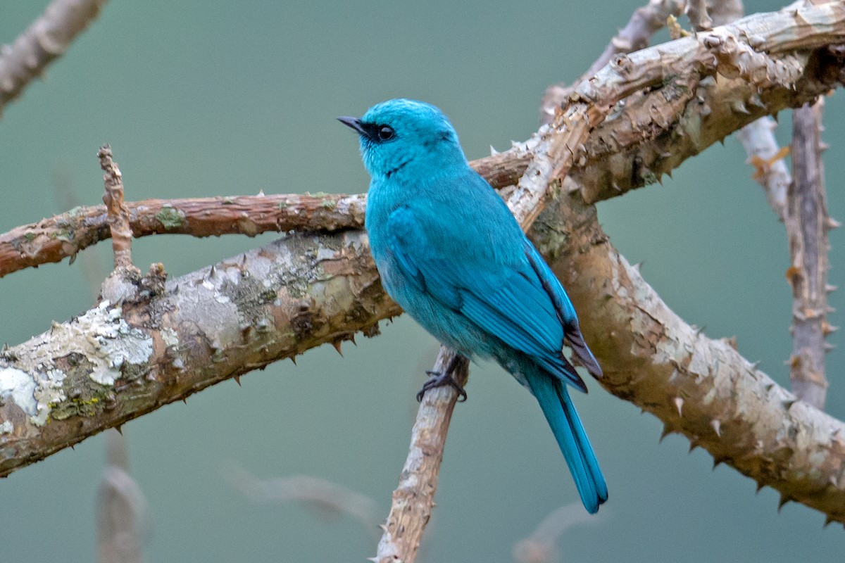 Verditer Flycatcher - ML234507791