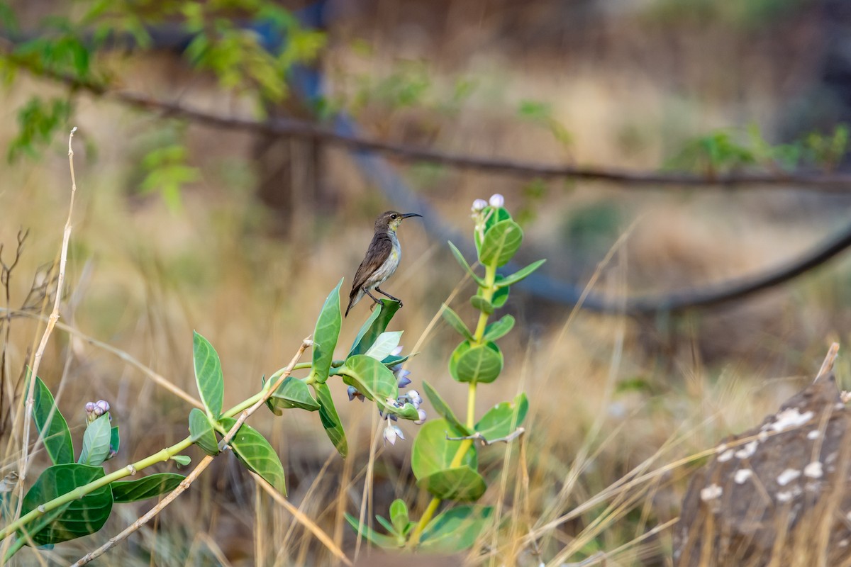 Purple Sunbird - Ramesh Desai