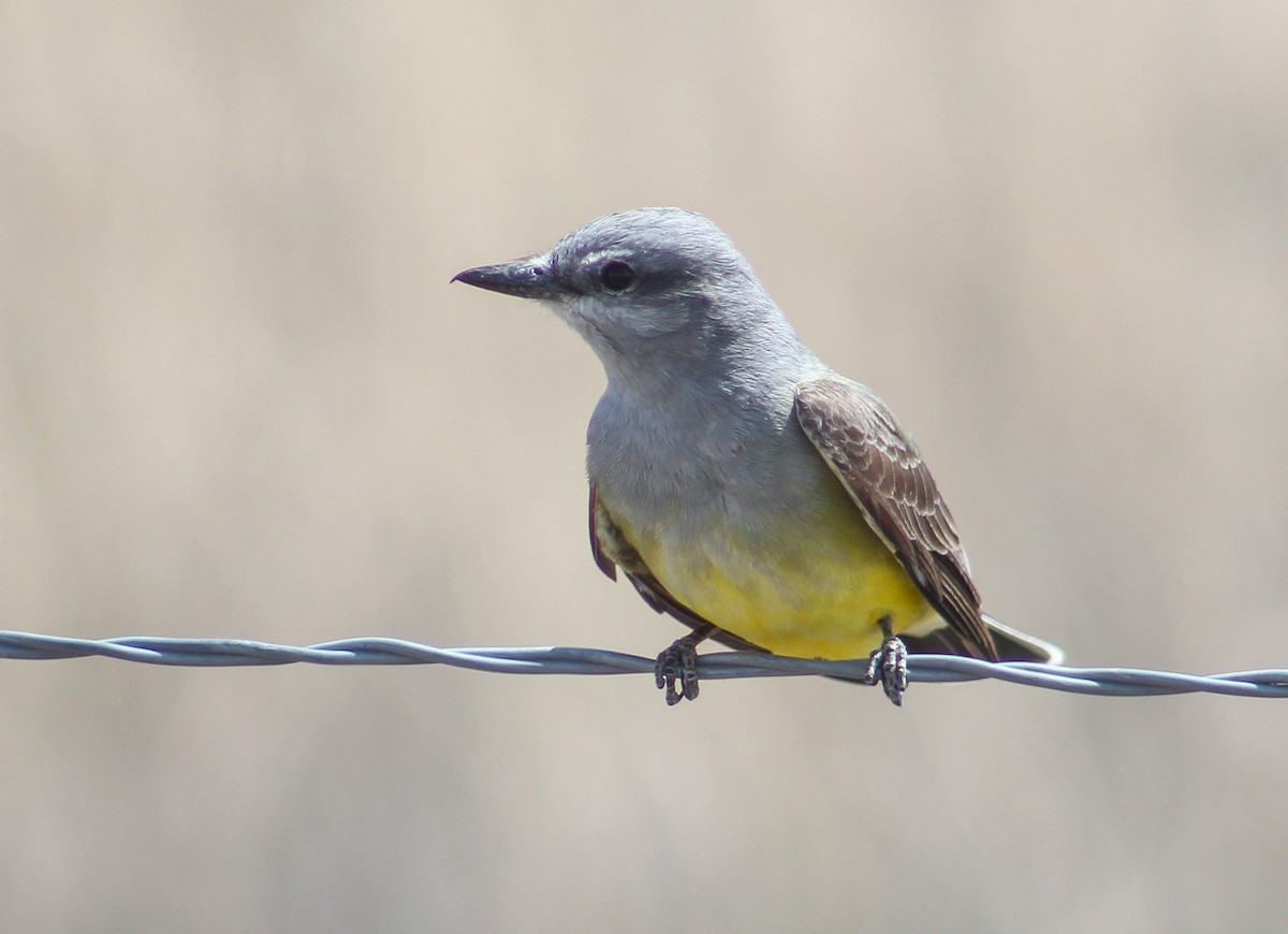 Western Kingbird - Alex George