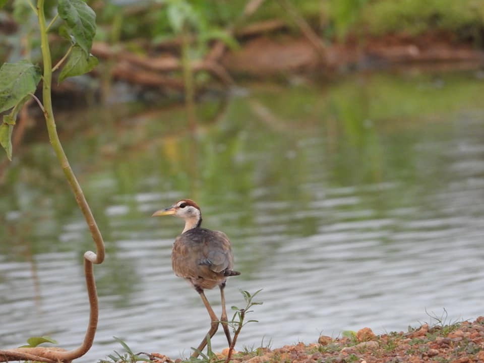 Pheasant-tailed Jacana - ML234508981