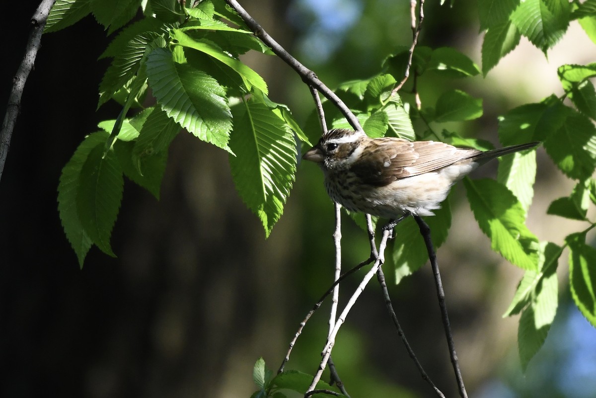 Rose-breasted Grosbeak - ML234509501