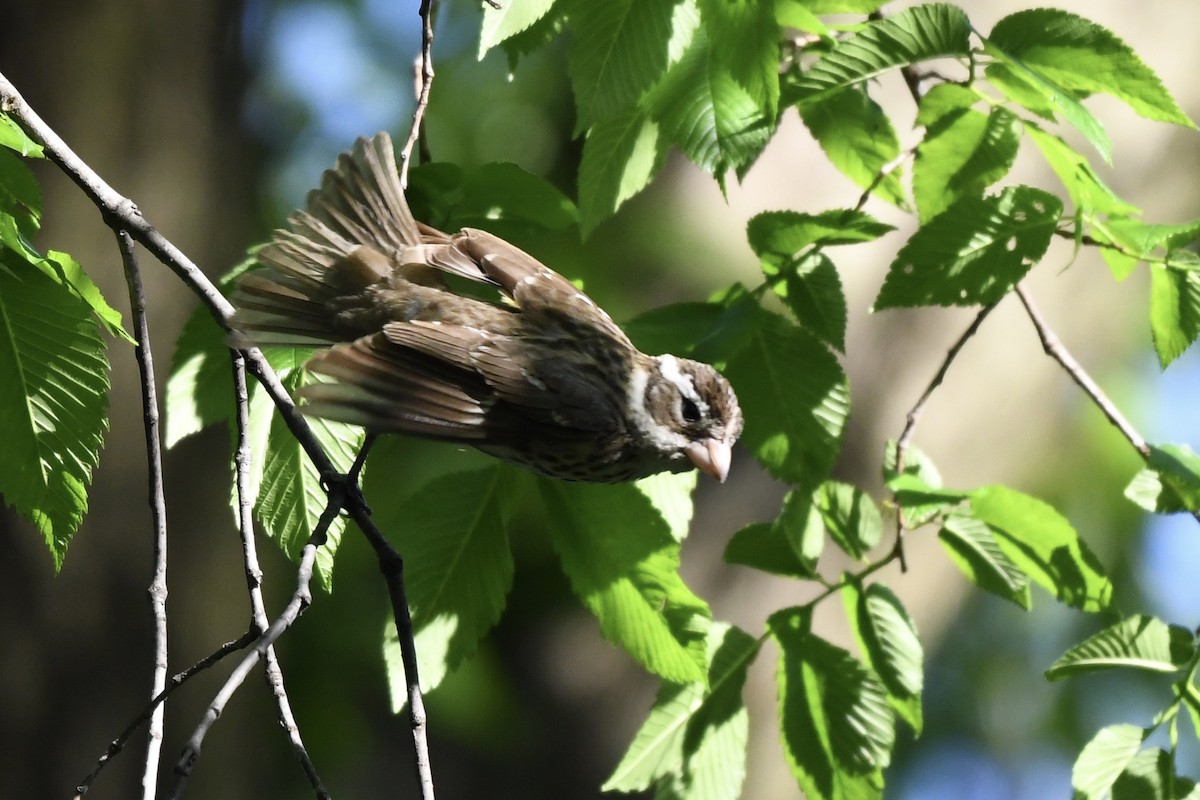 Rose-breasted Grosbeak - ML234509521