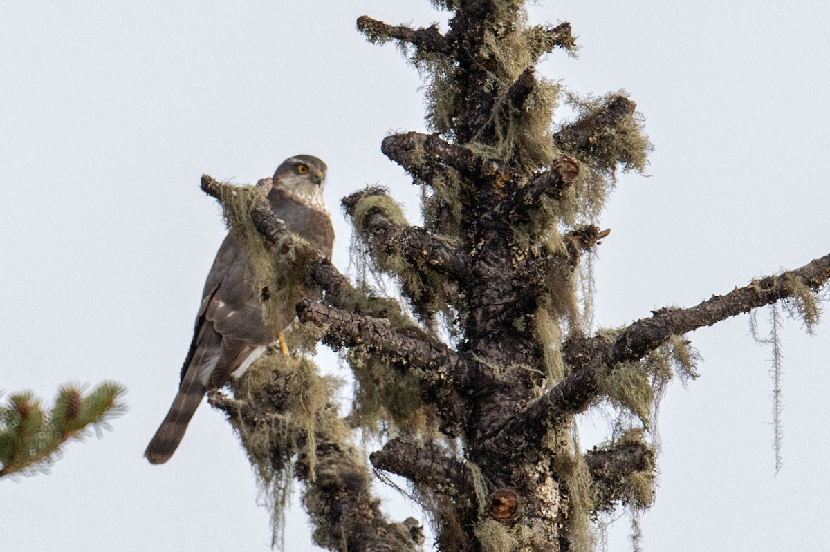 Eurasian Sparrowhawk - Aseem Kothiala
