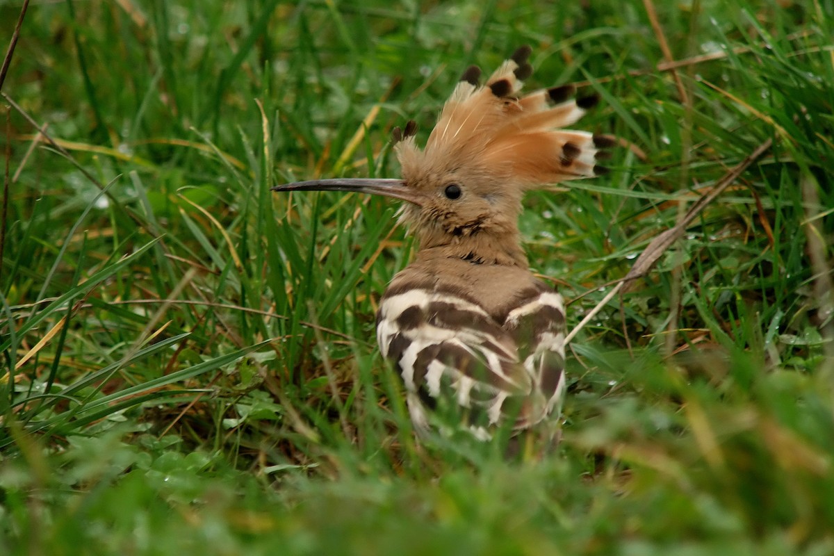 Eurasian Hoopoe (Eurasian) - ML234510601