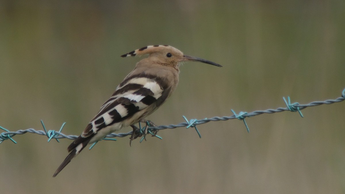 Eurasian Hoopoe (Eurasian) - ML234511341