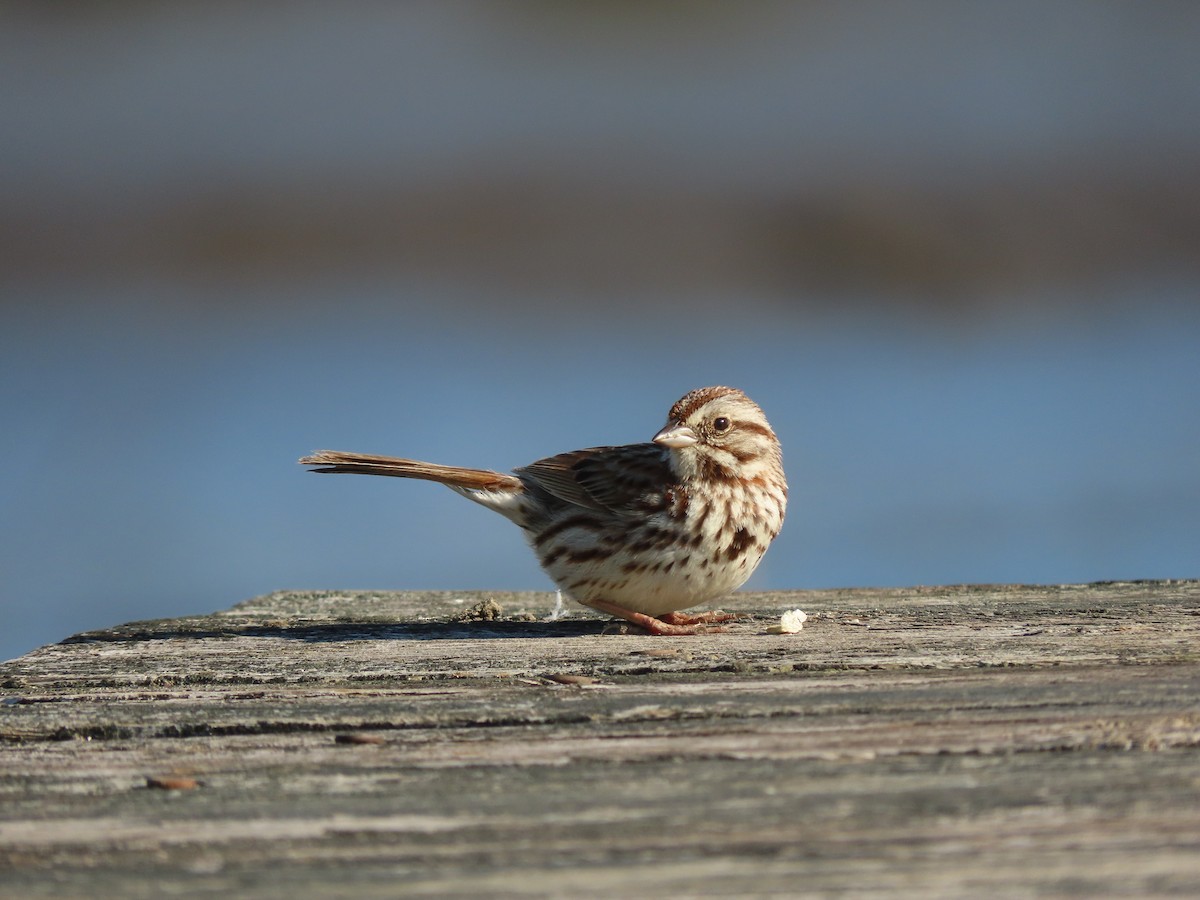 Song Sparrow - ML234513221