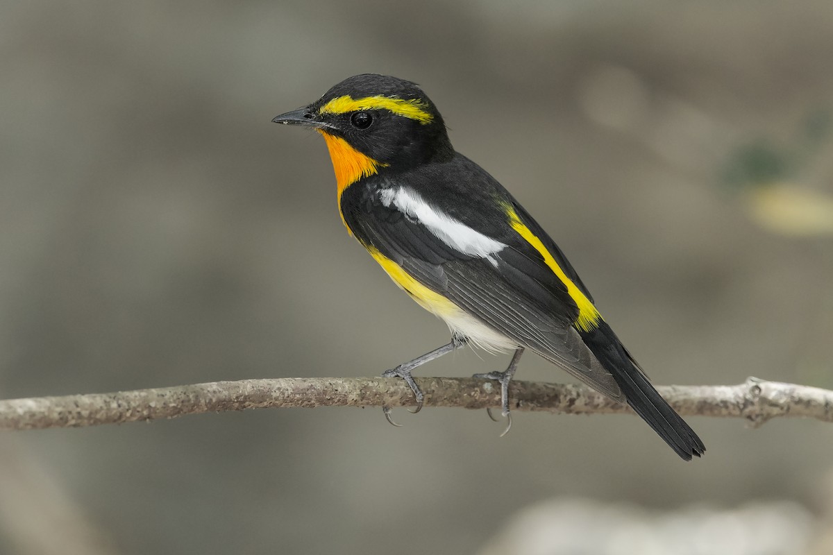 Narcissus Flycatcher - ML234514091