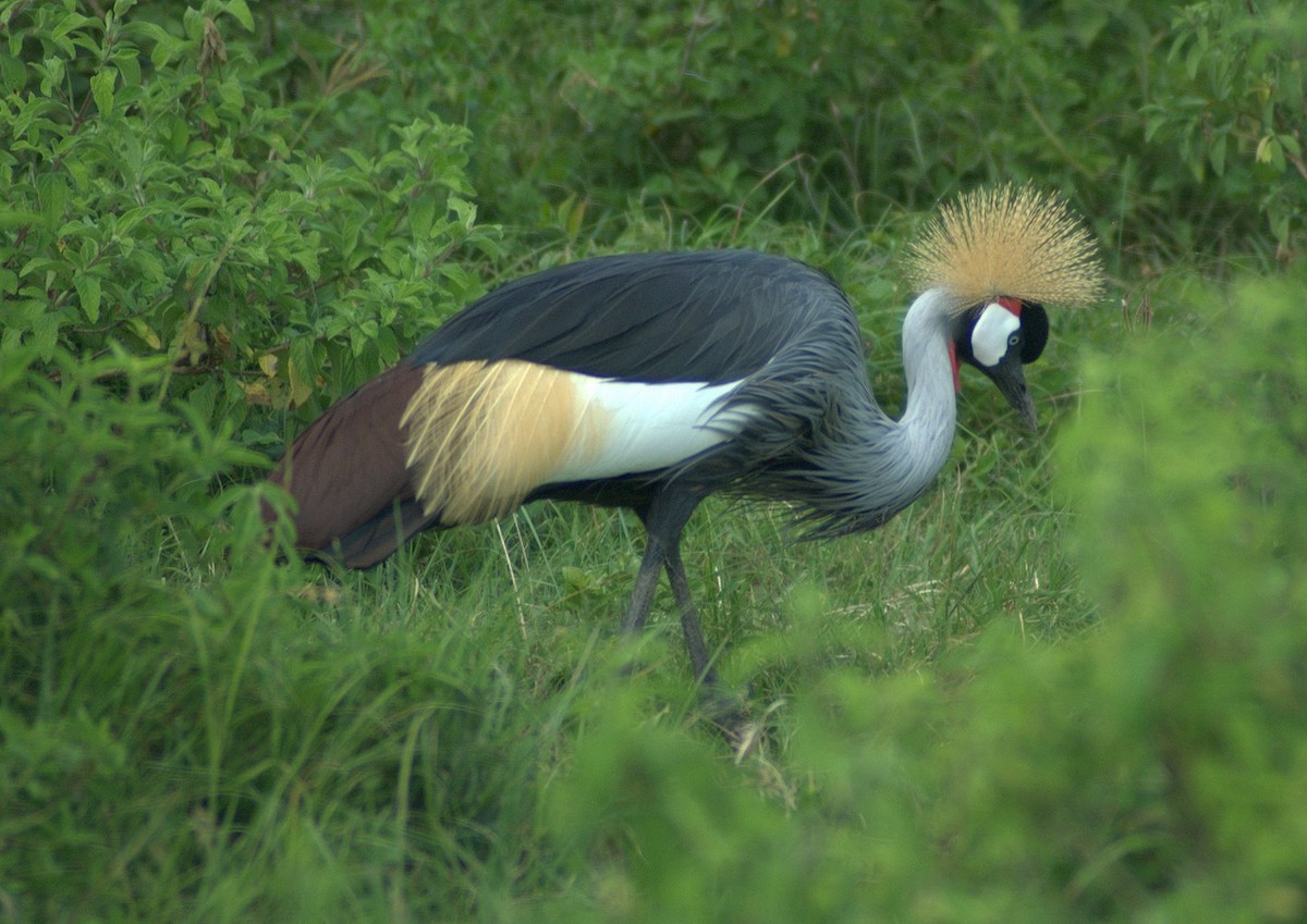 Gray Crowned-Crane - ML234514851