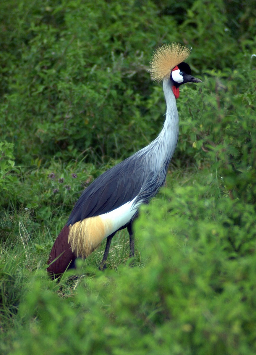 Gray Crowned-Crane - ML234514871