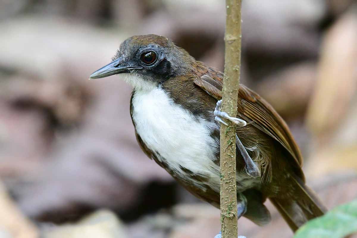 Bicolored Antbird - ML234515551