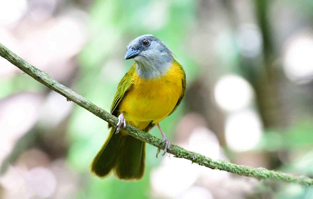 Gray-headed Tanager - ML234515661