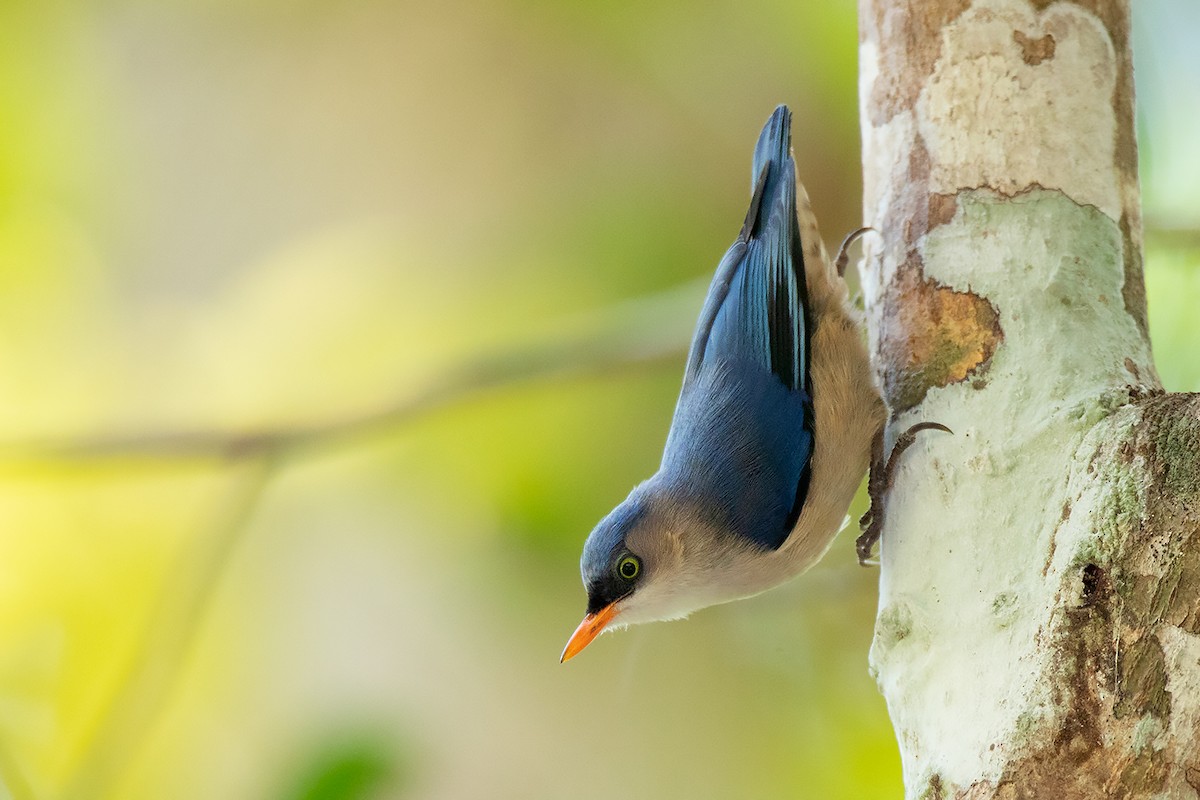 Velvet-fronted Nuthatch - Ayuwat Jearwattanakanok