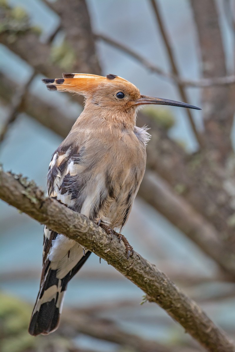 Common Hoopoe - ML234517531