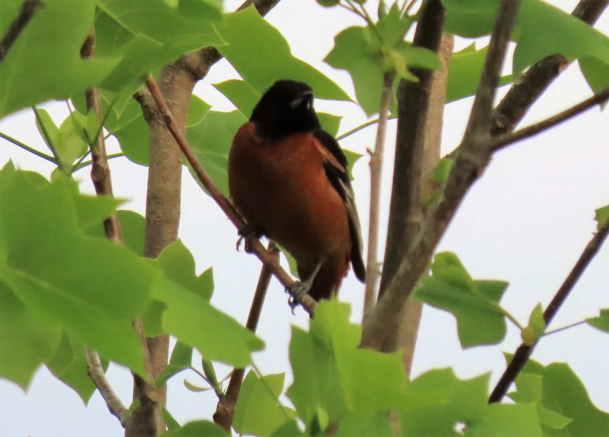 Orchard Oriole - ML234519881