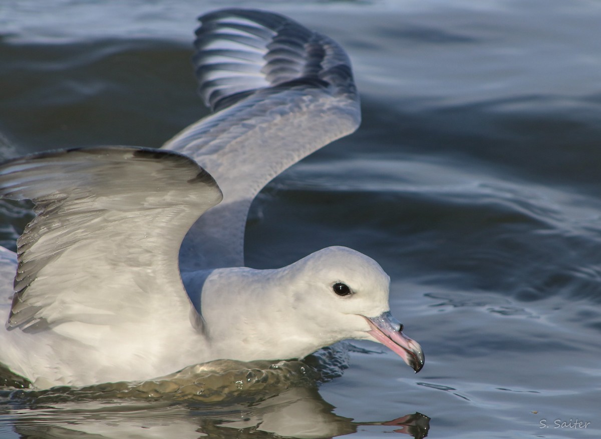 Fulmar argenté - ML234519991