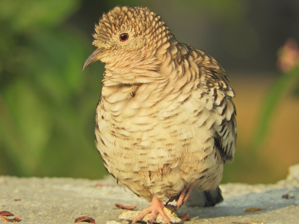 Scaled Dove - Lisandro Moran