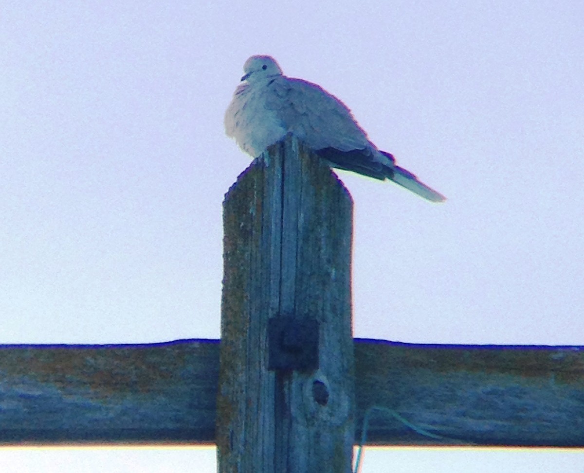 Eurasian Collared-Dove - ML23452111