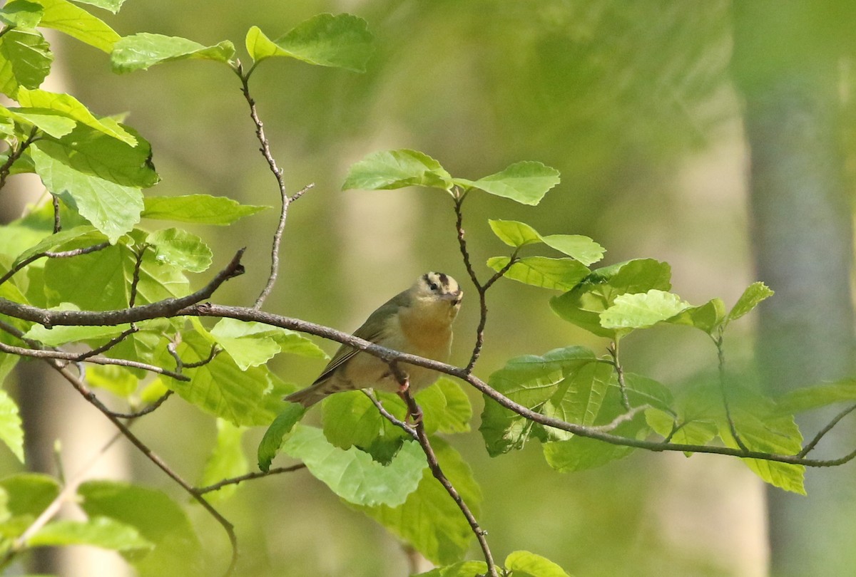 Worm-eating Warbler - ML234523031