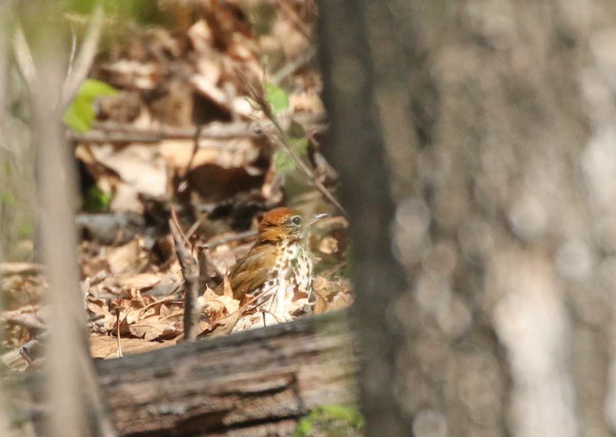 Wood Thrush - Elizabeth Brensinger