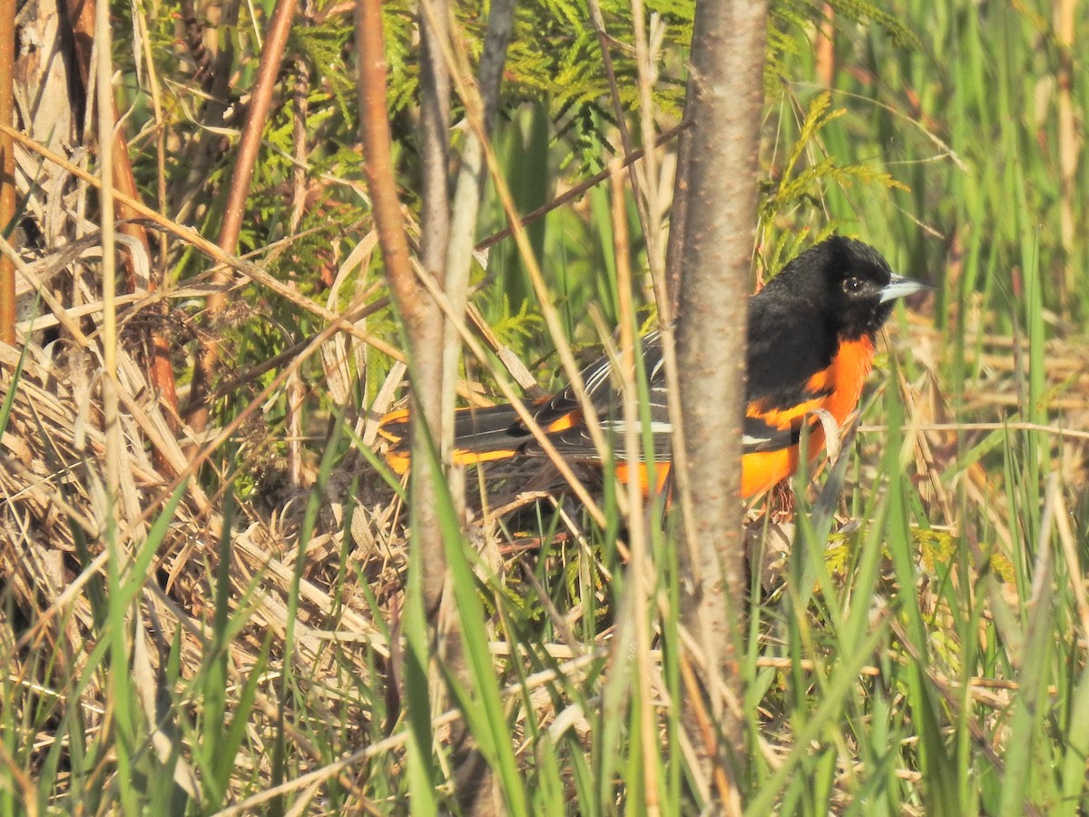 Baltimore Oriole - ML234523611