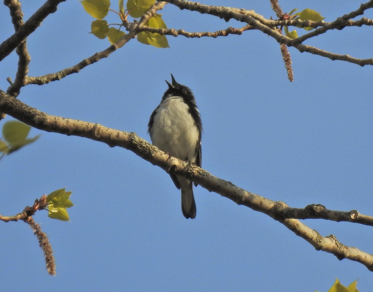 Black-throated Blue Warbler - ML234523681