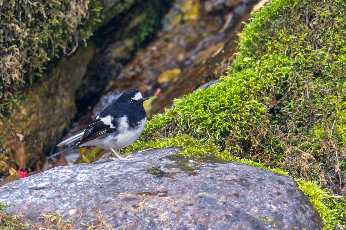 Little Forktail - ML234523931