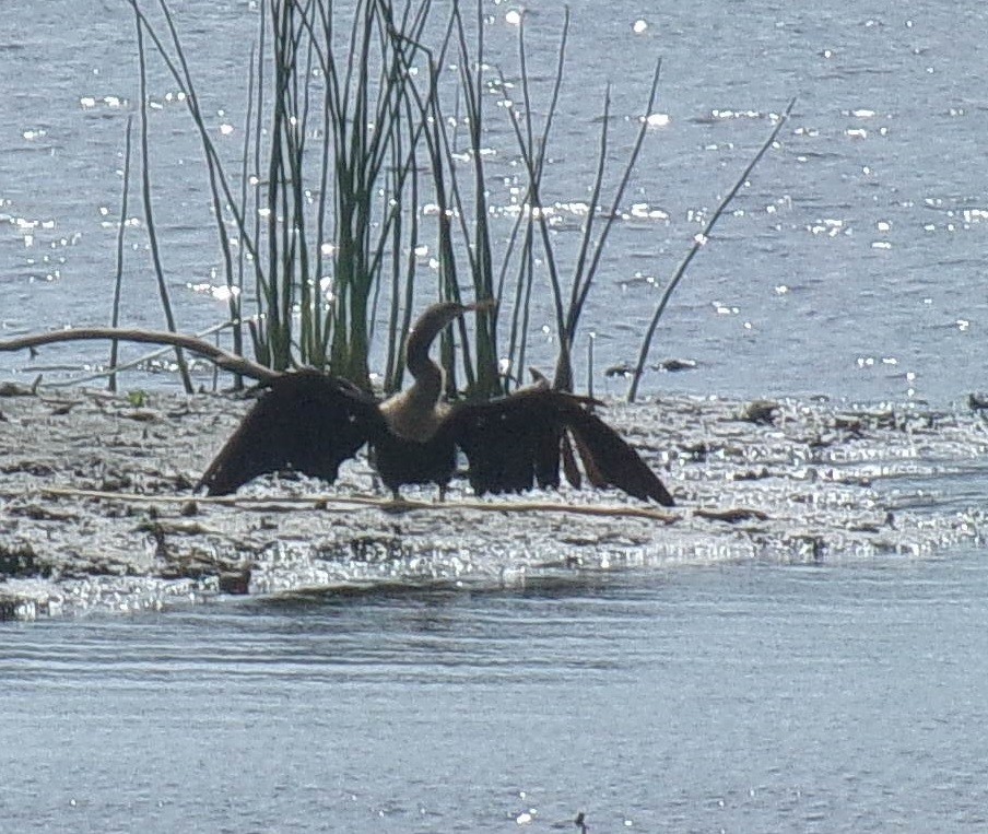 Amerika-Schlangenhalsvogel - ML234524211