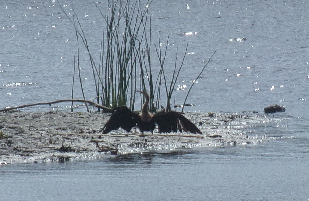 Amerika-Schlangenhalsvogel - ML234524221