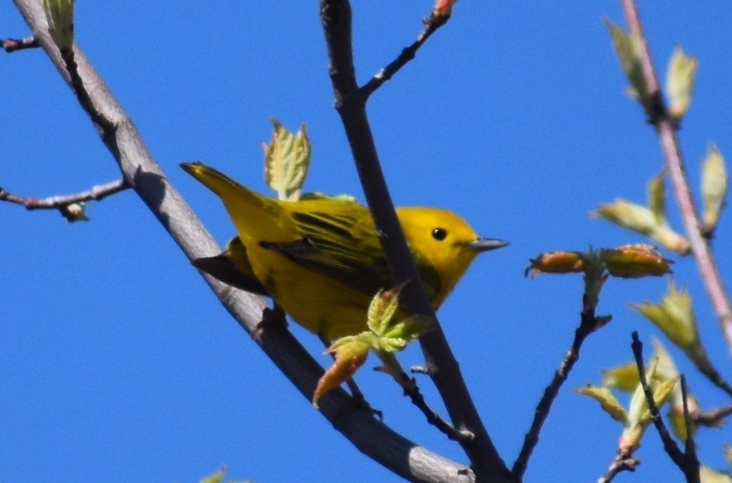 Yellow Warbler (Northern) - ML234524571