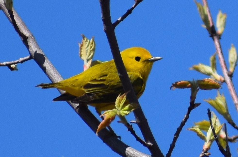Yellow Warbler (Northern) - Sebastian Benedetto